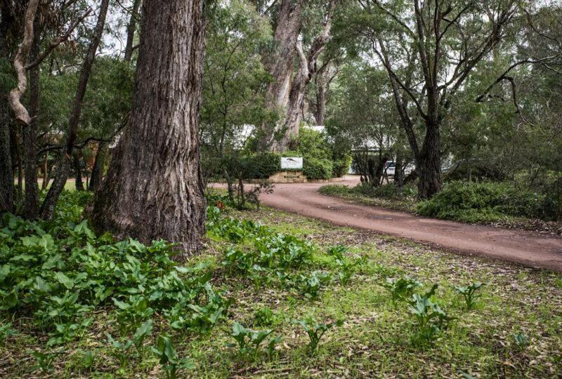 巴瑟尔顿桉树旅馆-巴瑟顿/限成人入住住宿加早餐旅馆 外观 照片